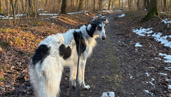 Barsoi-Hündin: Daria